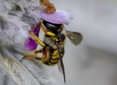  Animaux Dans mon jardin