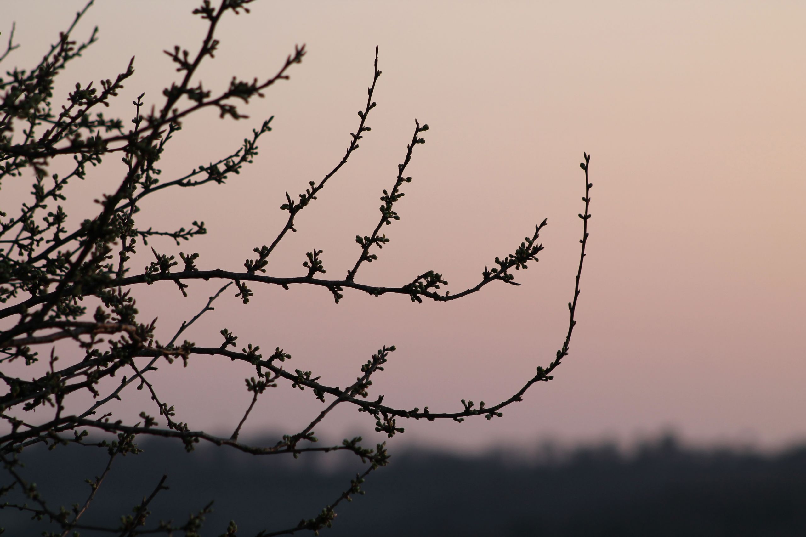 Wallpapers Nature Trees - Forests 