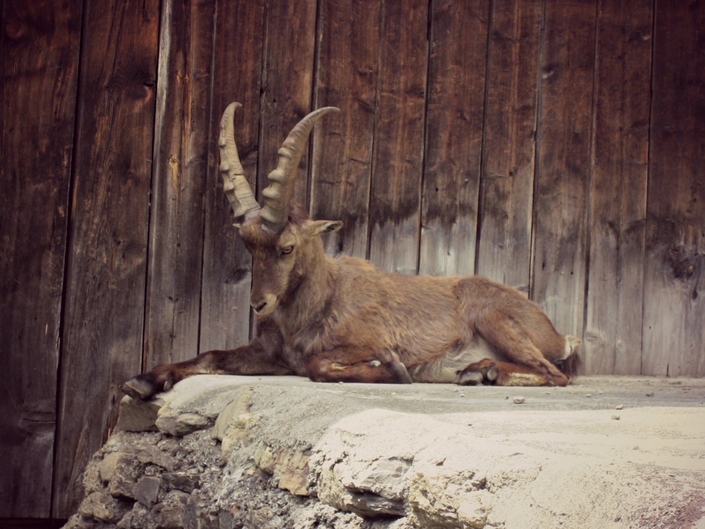 Fonds d'cran Animaux Bouquetins 