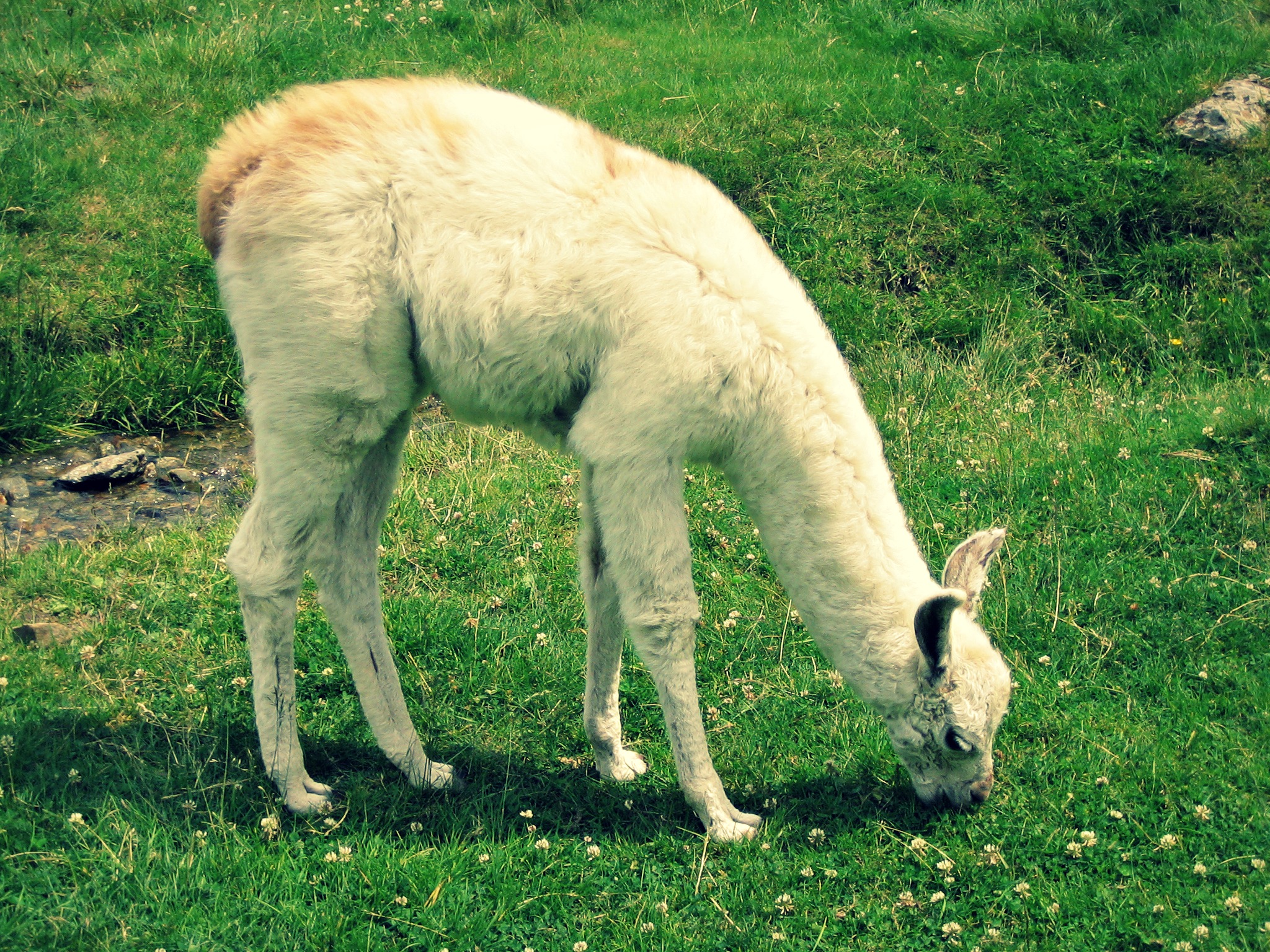 Wallpapers Animals Lamas - Alpagas 