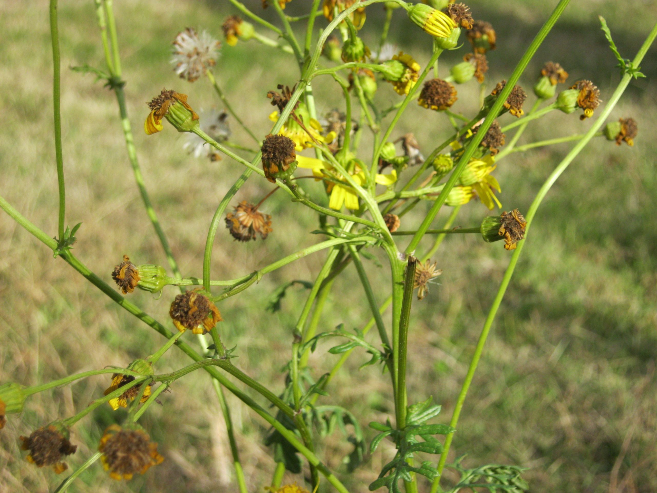 Wallpapers Nature Flowers 