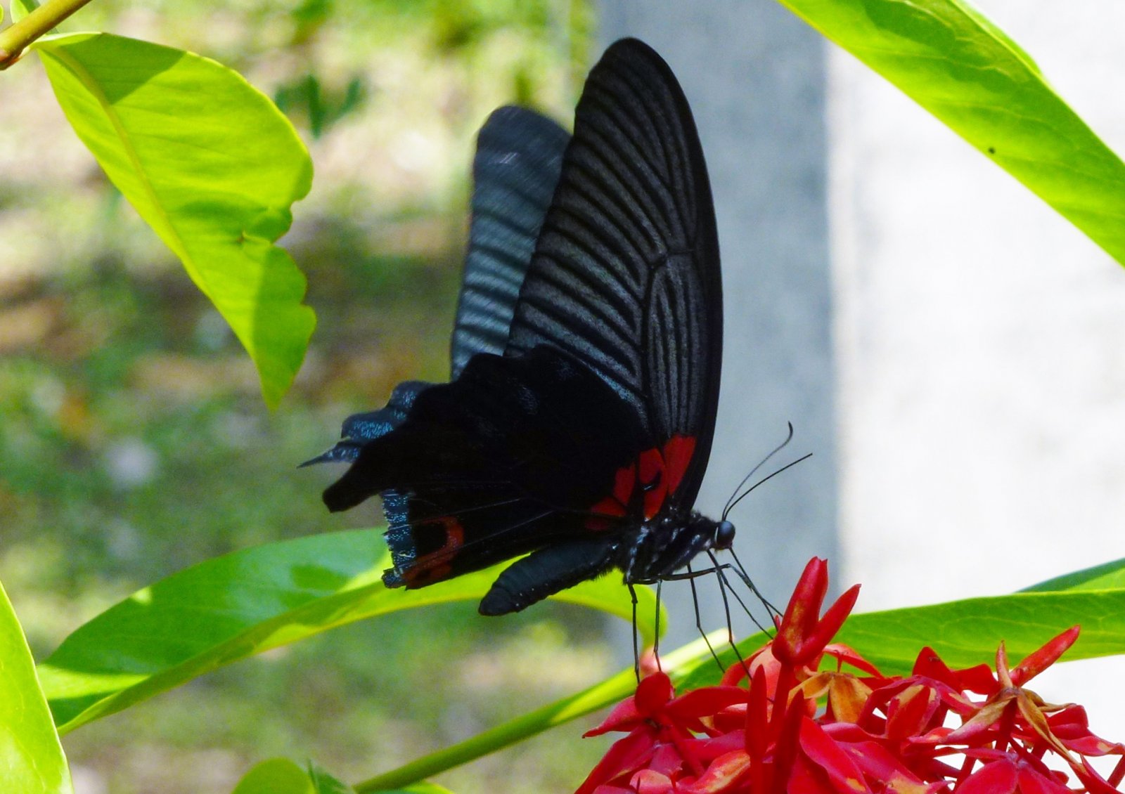 Fonds d'cran Animaux Insectes - Papillons 