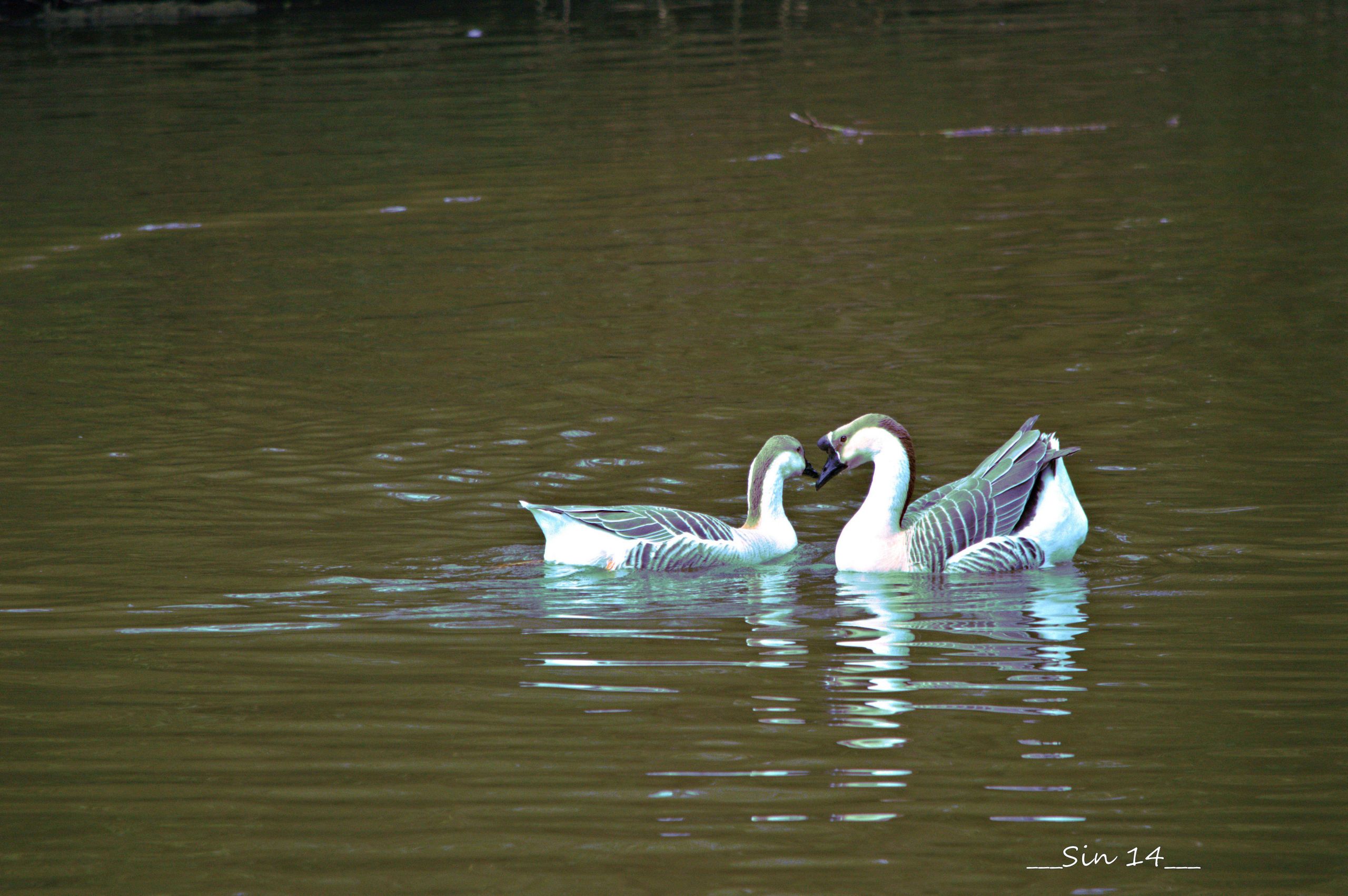 Wallpapers Animals Birds - Misc 