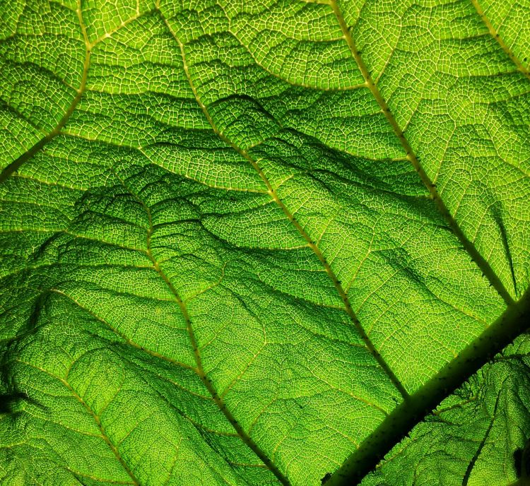 Fonds d'cran Nature Feuilles - Feuillages Sous la feuille...