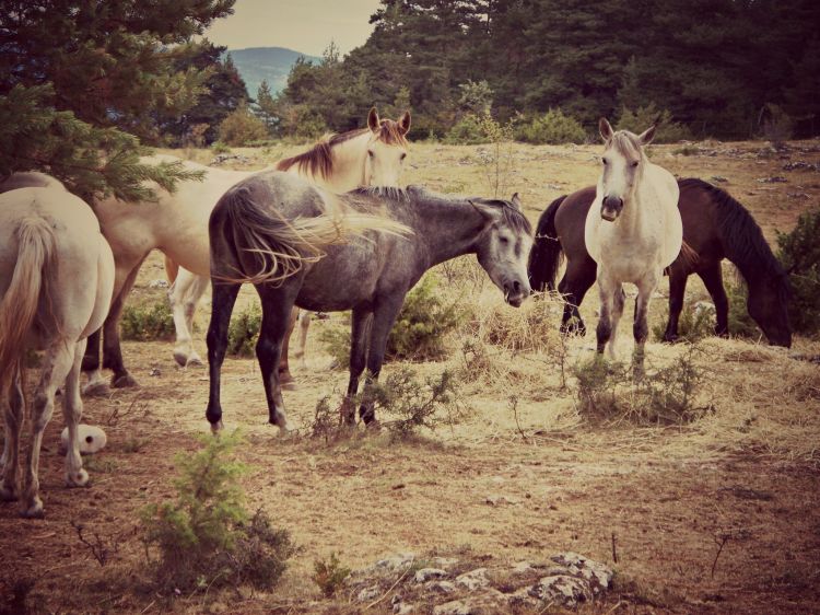 Fonds d'cran Animaux Chevaux chevaux