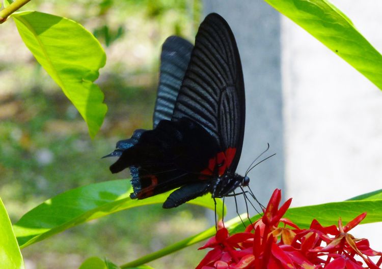 Fonds d'cran Animaux Insectes - Papillons Wallpaper N373131