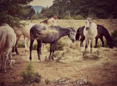  Animaux chevaux