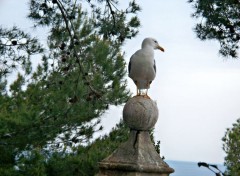  Animaux mouette