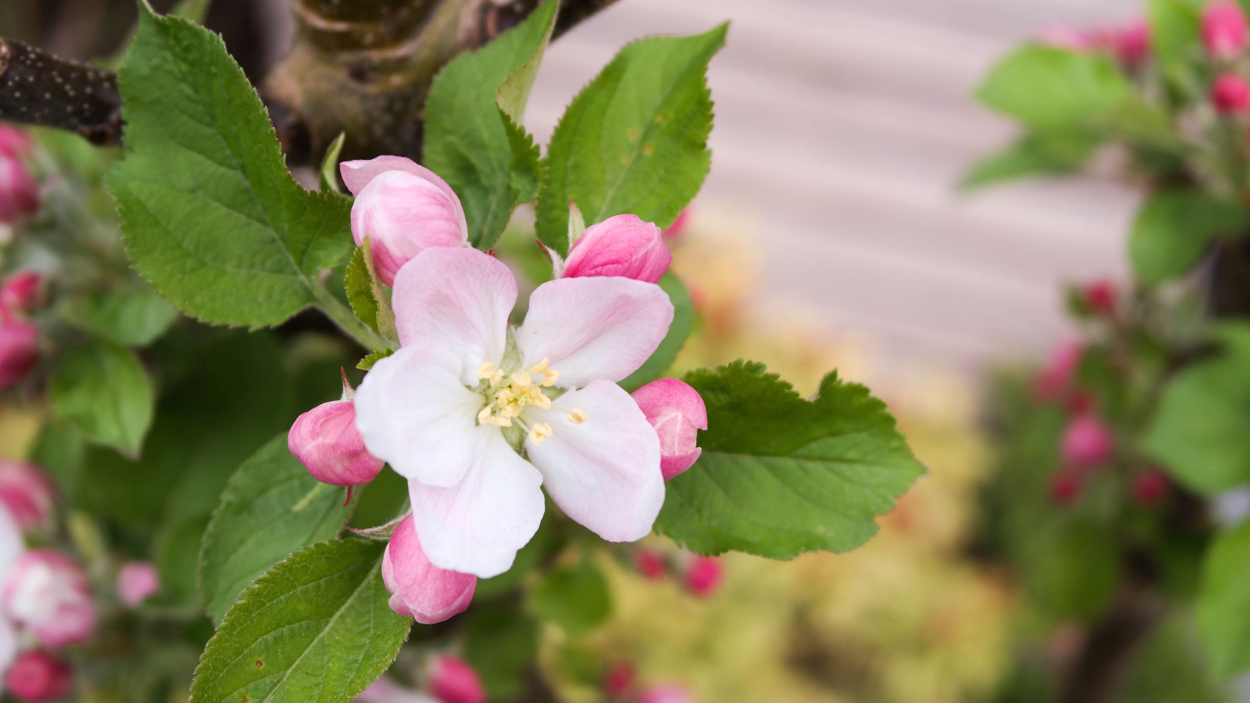 Wallpapers Nature Flowers 