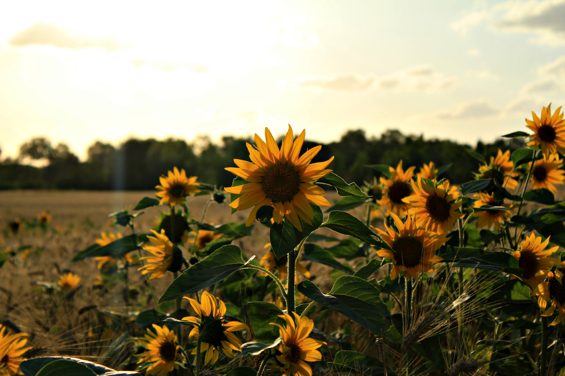 Wallpapers Nature Flowers Tournesol au coucher du soleil