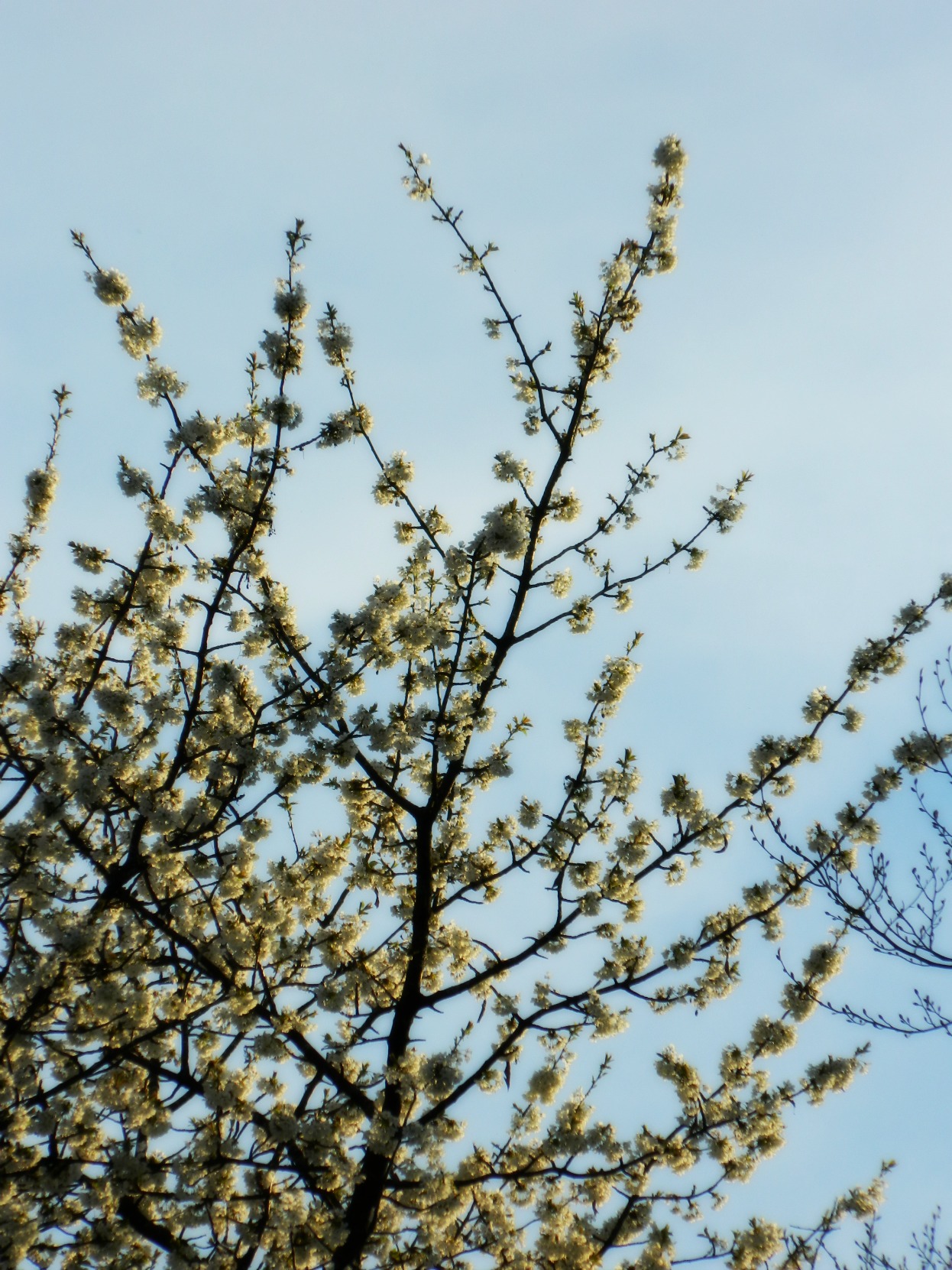 Fonds d'cran Nature Arbres - Forts Printemps