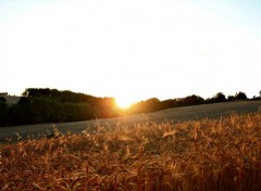  Nature soleil sur un champ