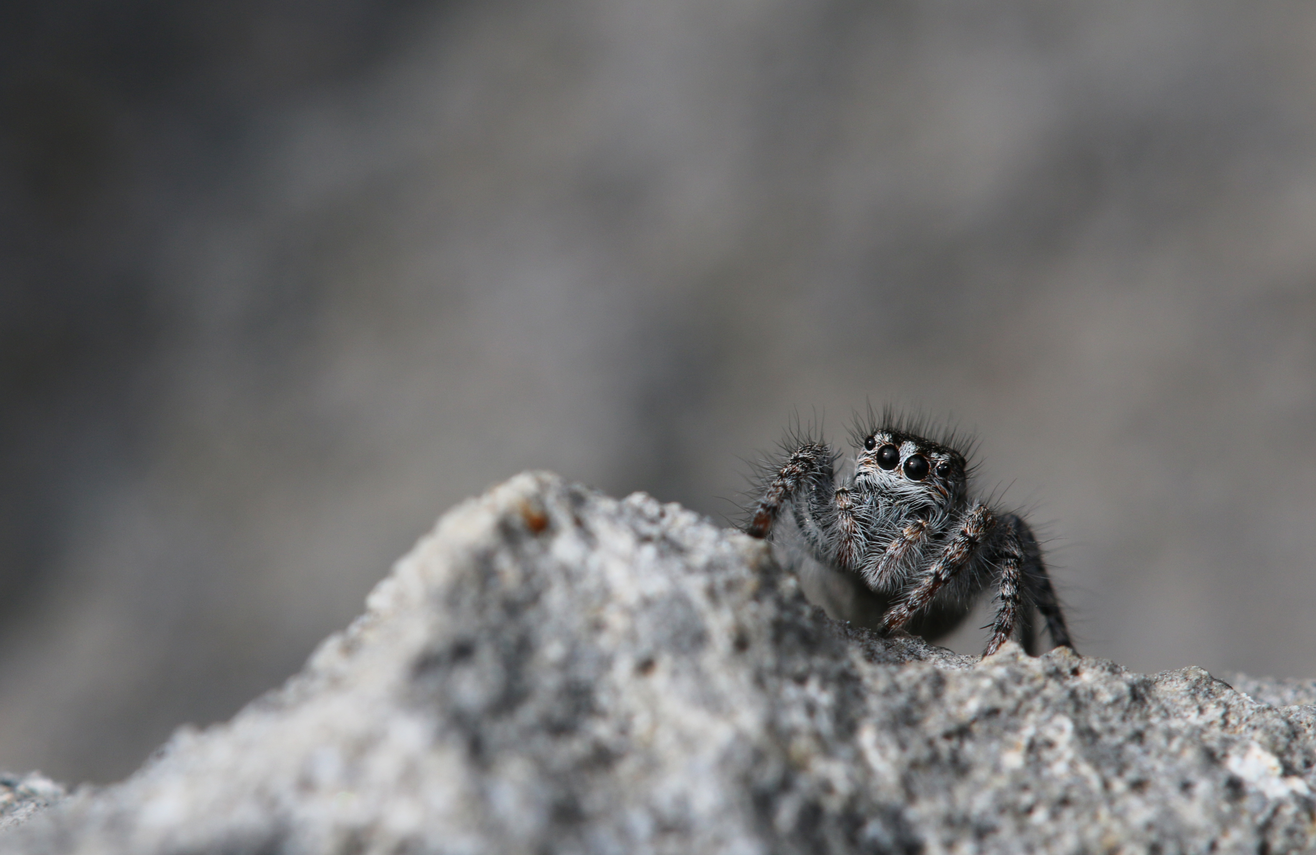 Fonds d'cran Animaux Araignes Coucou !