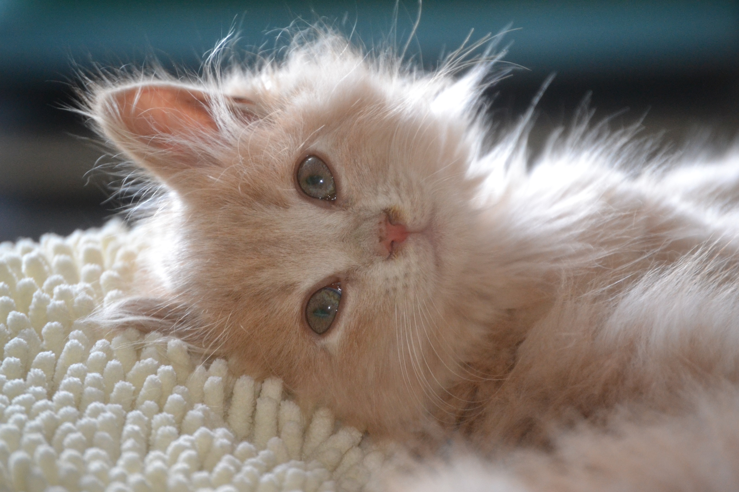 Fonds d'cran Animaux Chats - Chatons Honey & Maÿa