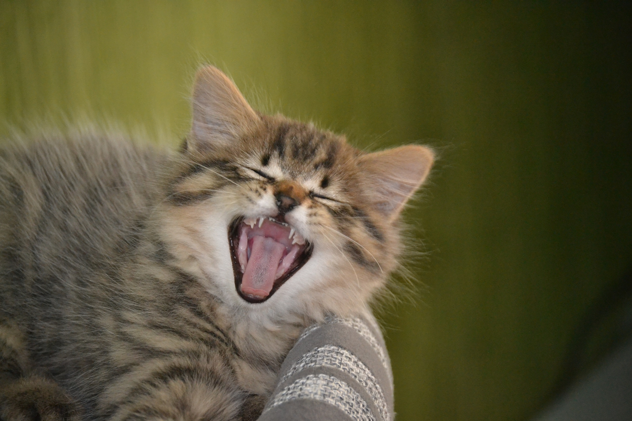 Fonds d'cran Animaux Chats - Chatons Honey & Maÿa