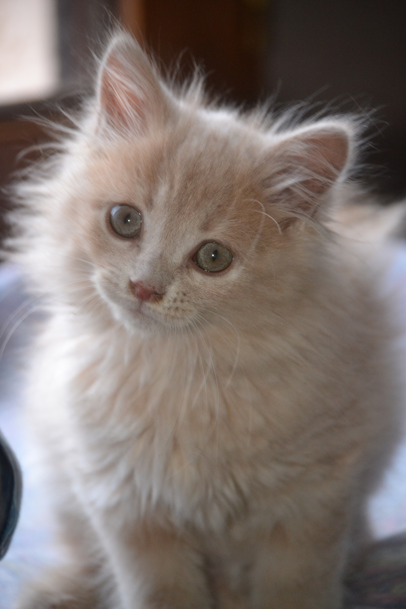 Fonds d'cran Animaux Chats - Chatons Honey & Maÿa