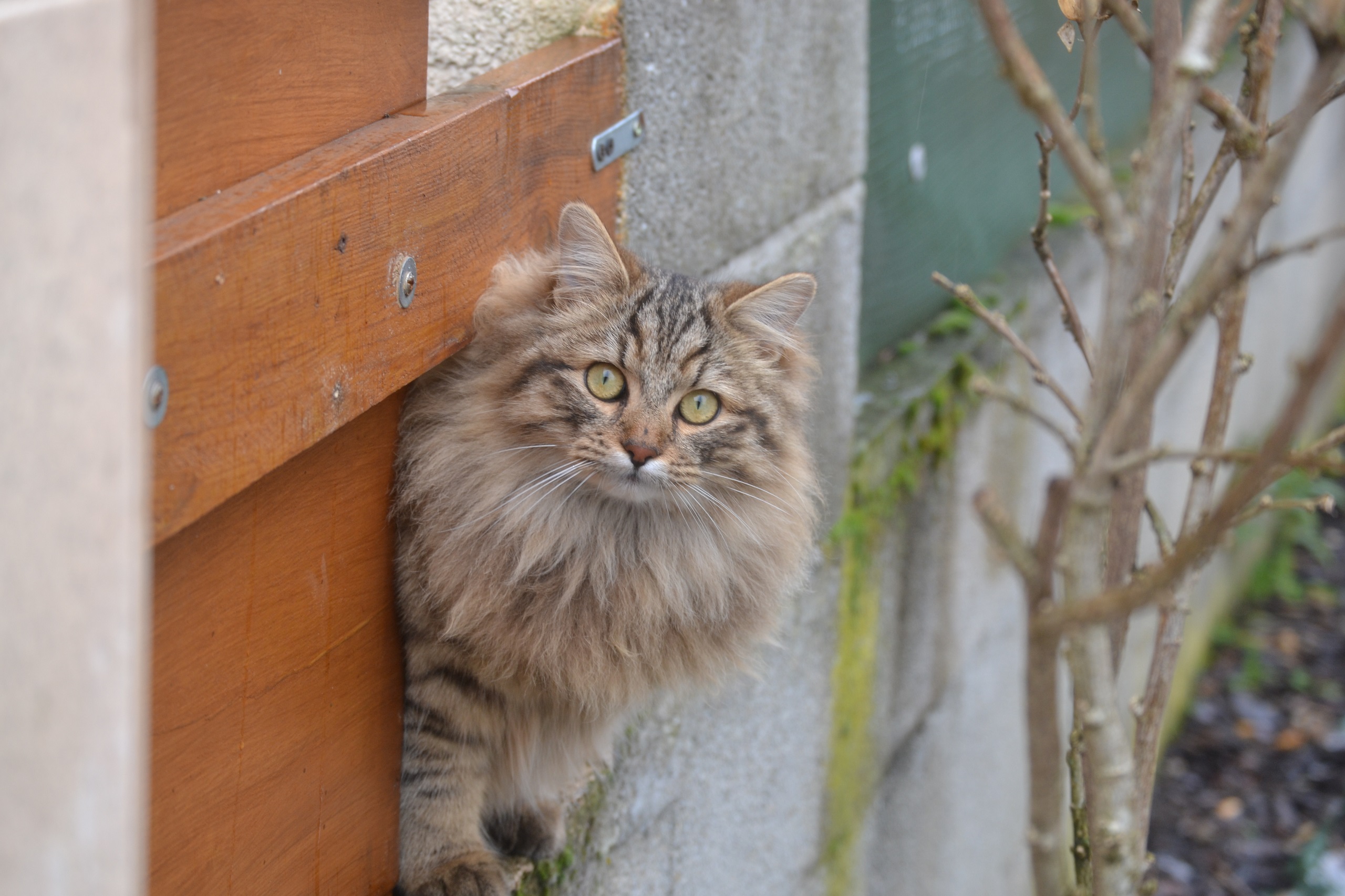 Fonds d'cran Animaux Chats - Chatons Honey & Maÿa