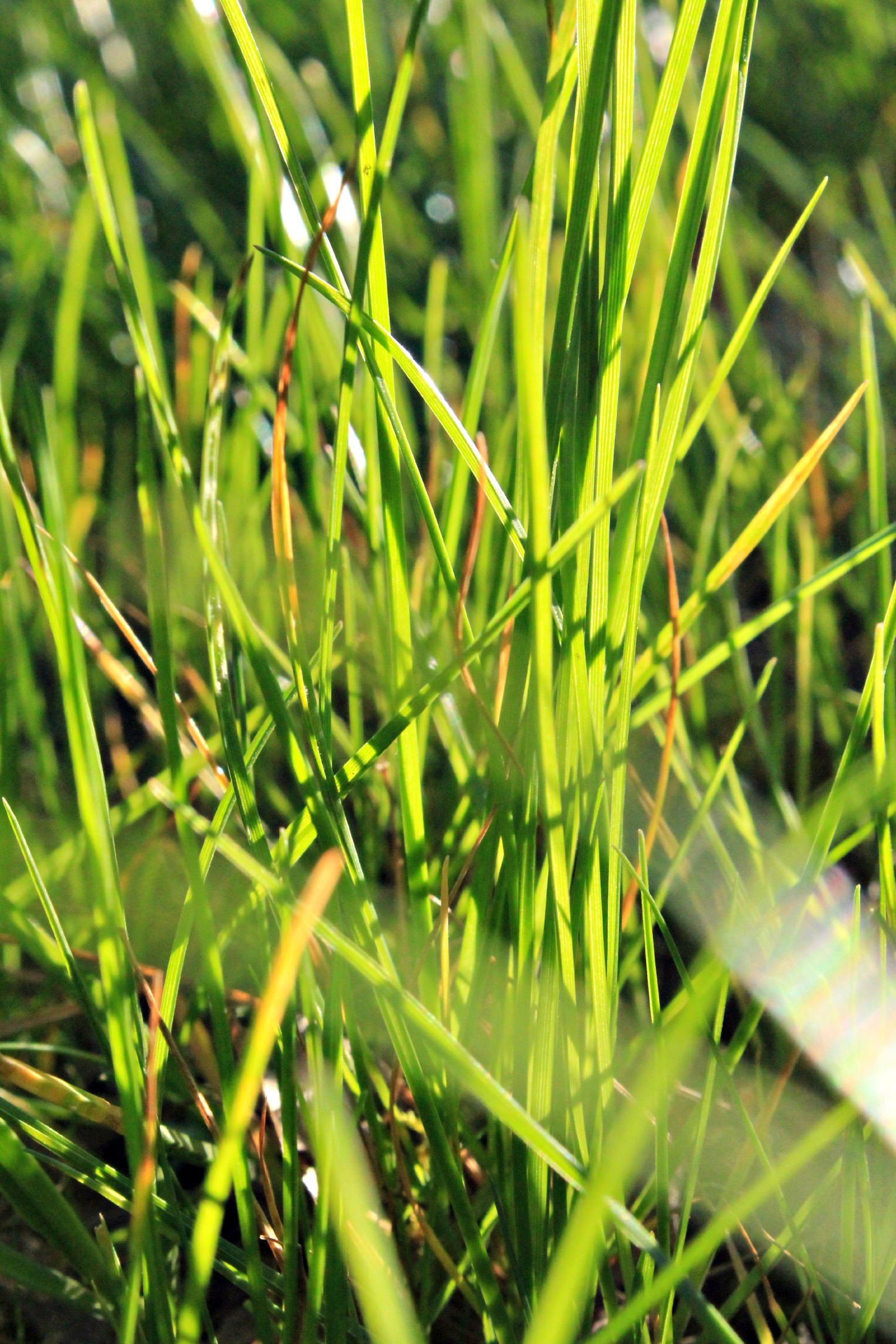 Wallpapers Nature Herbs herbe au soleil