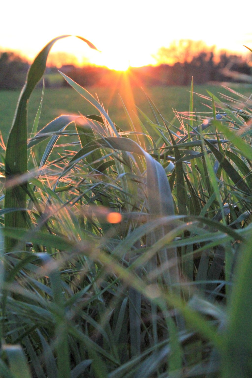 Wallpapers Nature Sunsets and sunrises coucher de soleil sur l'herbe