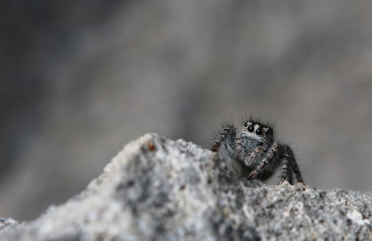 Fonds d'cran Animaux Araignes Coucou !