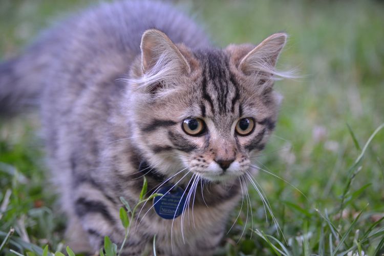 Fonds d'cran Animaux Chats - Chatons Honey & Maÿa