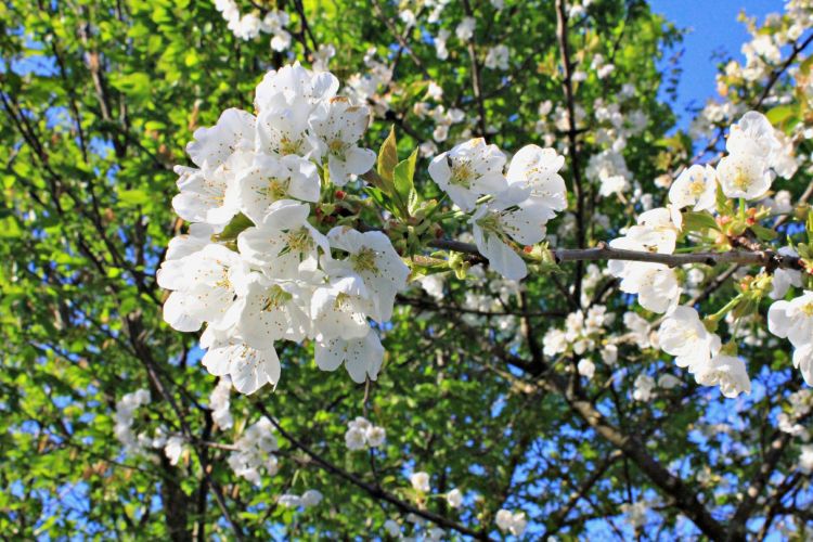 Wallpapers Nature Flowers Bourgeons de cerisier