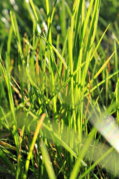 Fonds d'cran Nature Herbes herbe au soleil