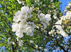  Nature Bourgeons de cerisier