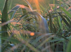  Nature coucher de soleil sur l'herbe