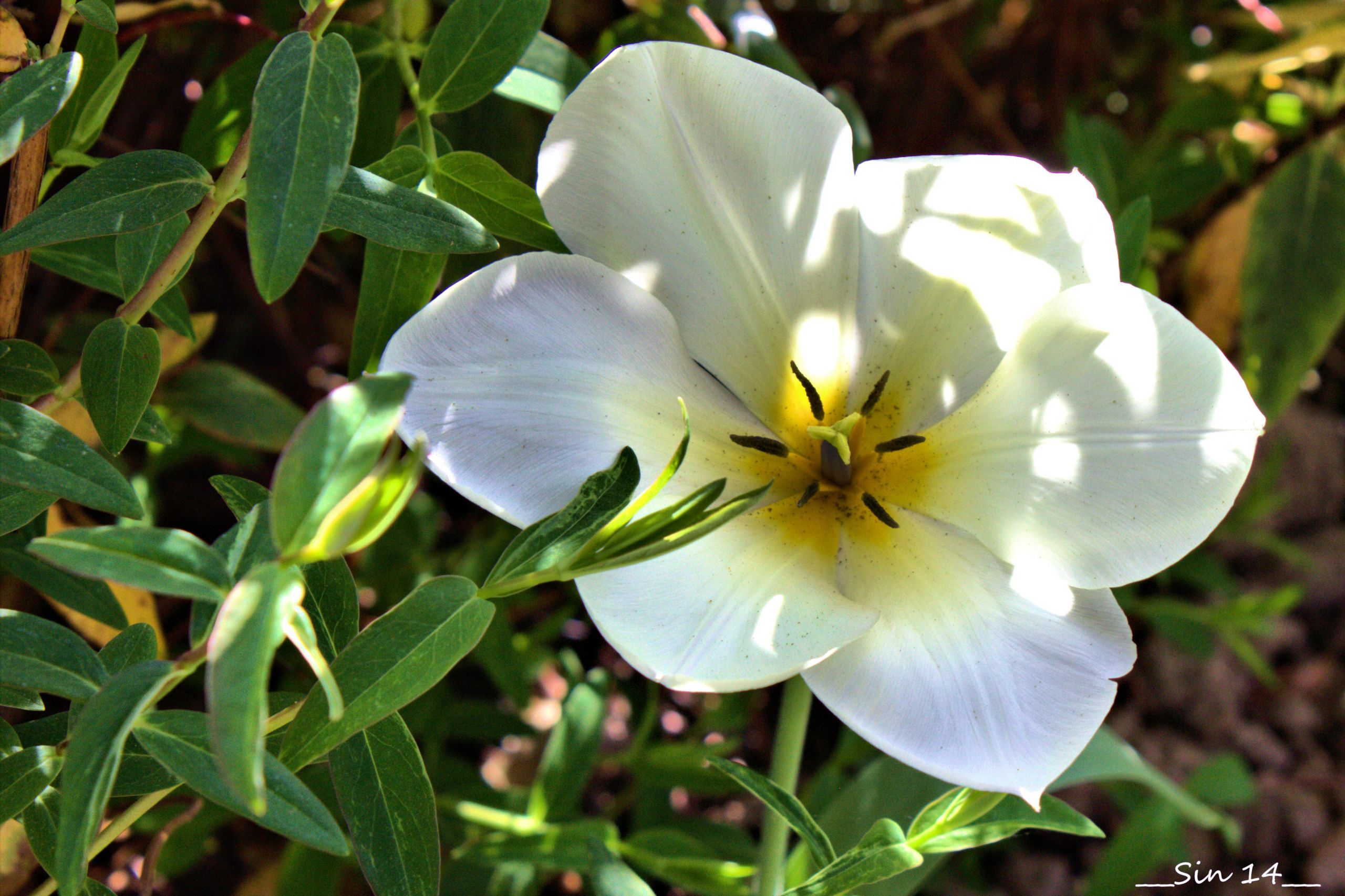 Wallpapers Nature Flowers fleurs