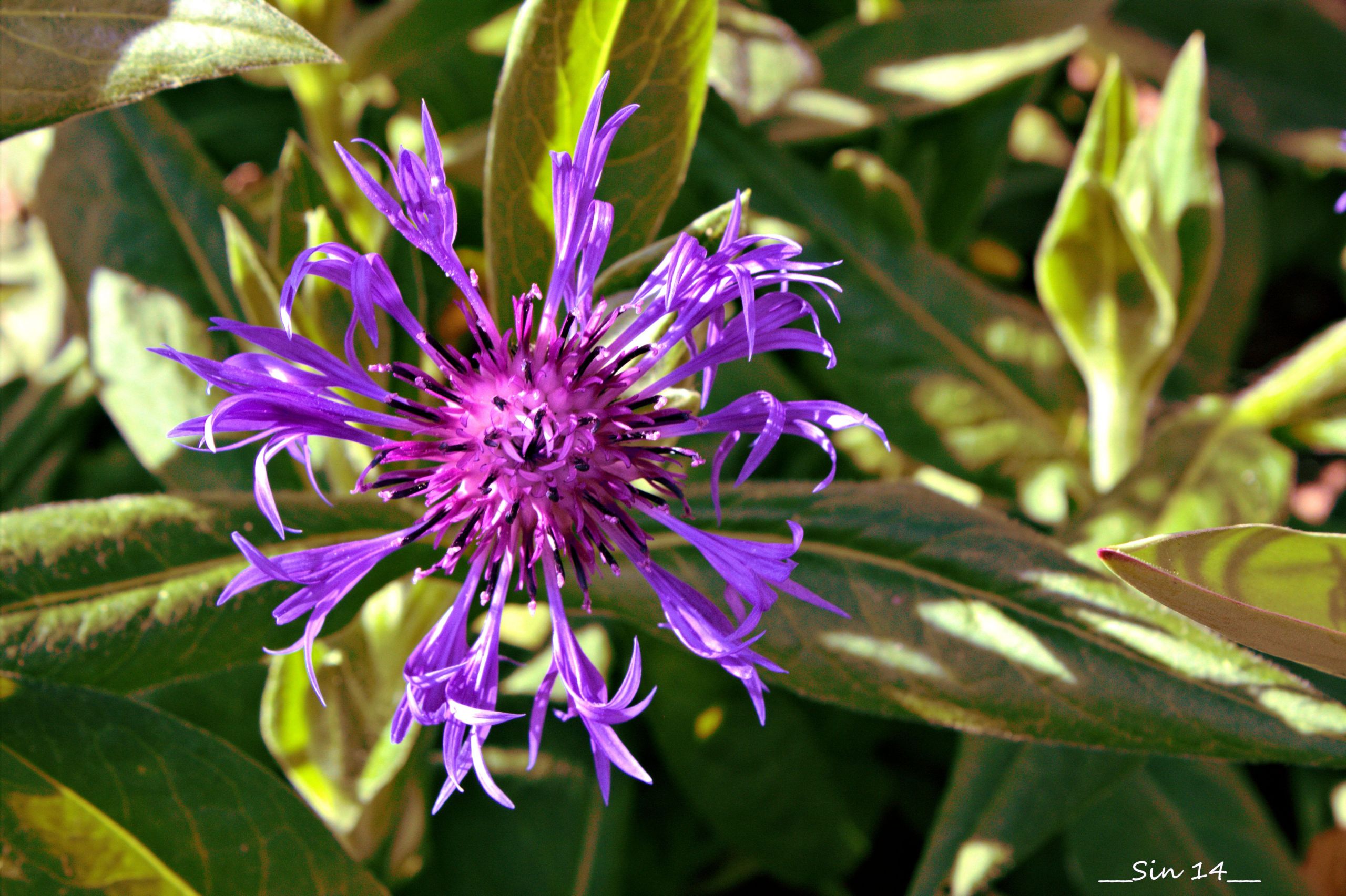 Fonds d'cran Nature Fleurs fleurs