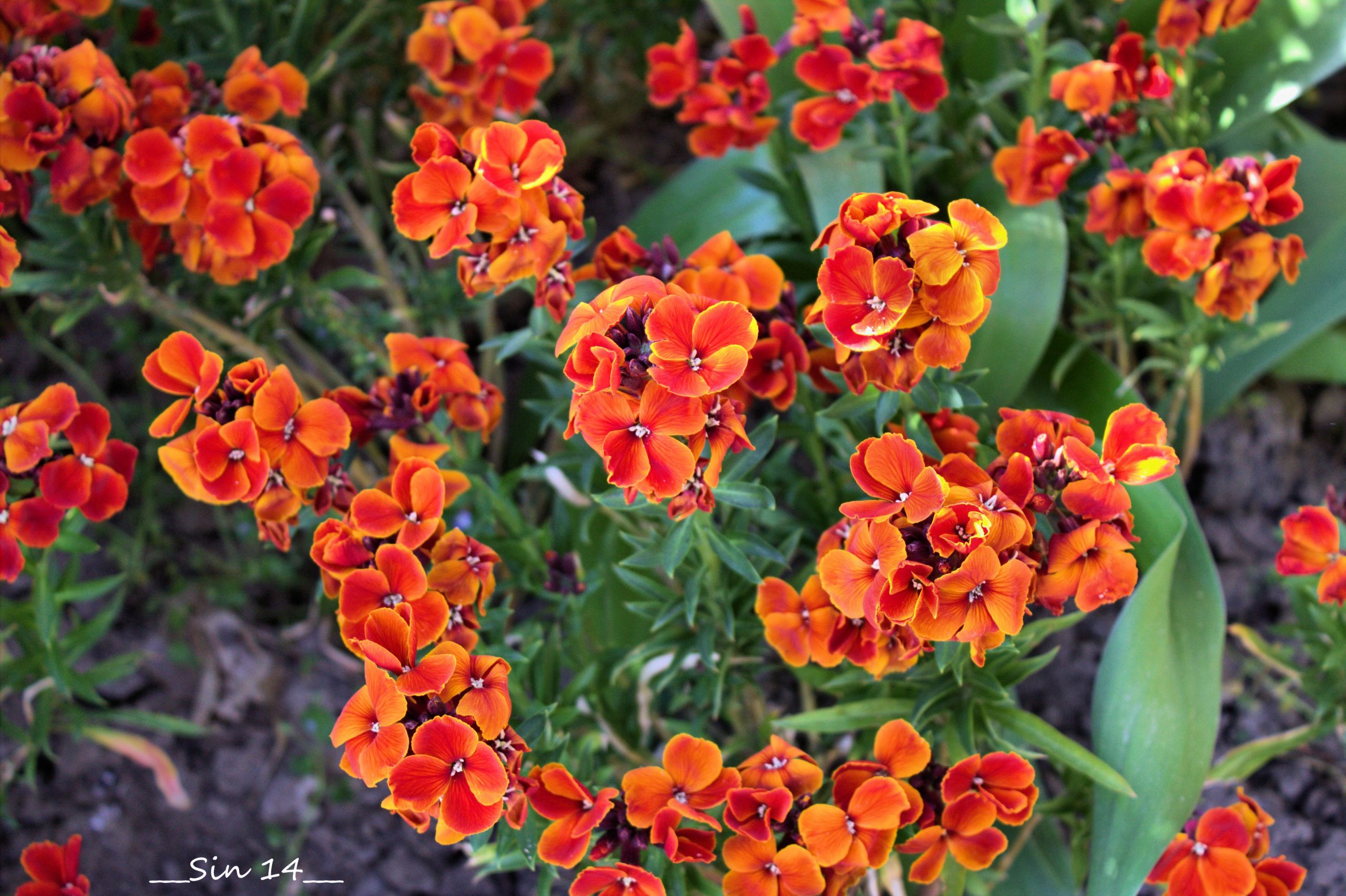 Fonds d'cran Nature Fleurs fleurs