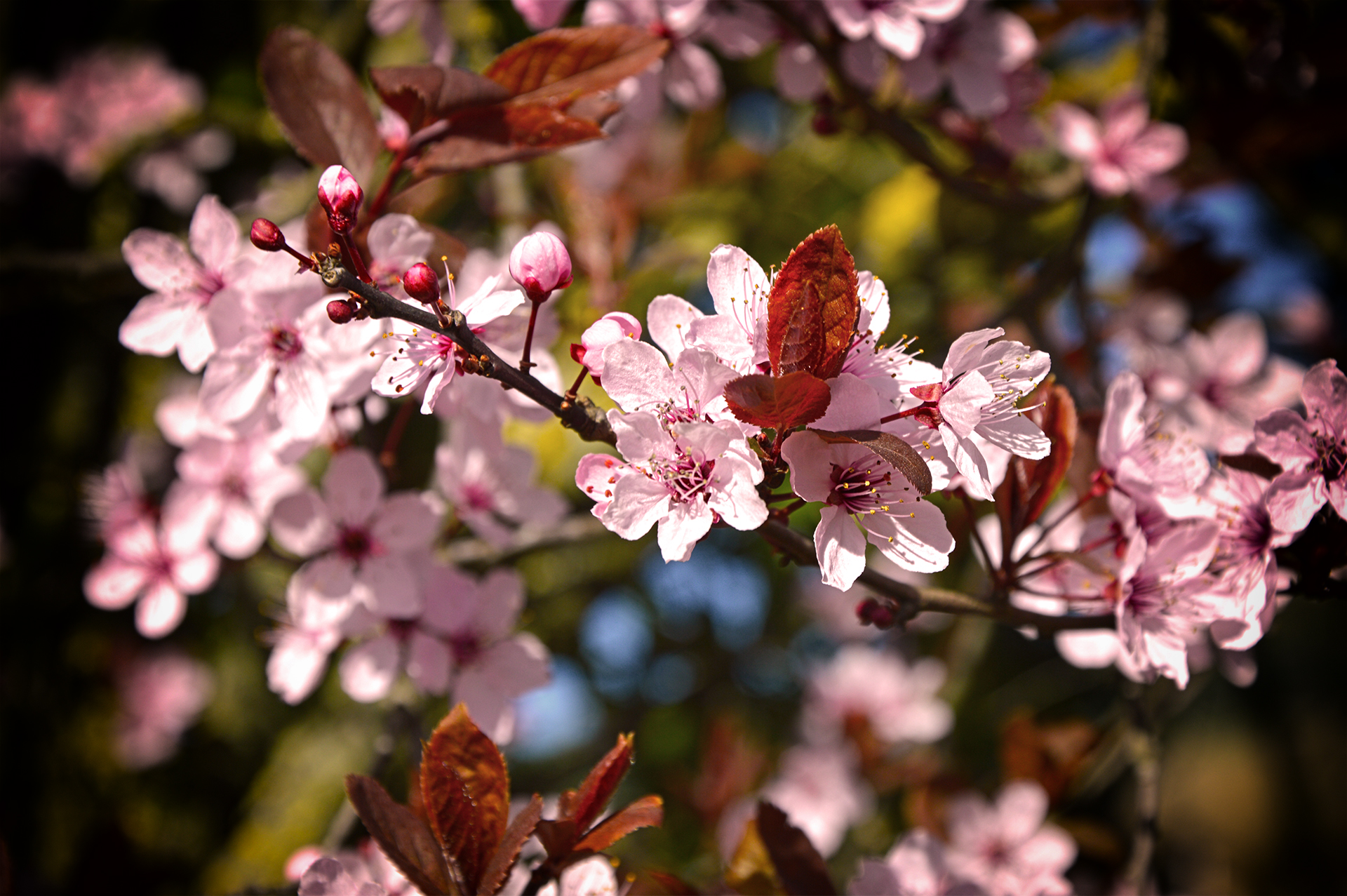 Fonds d'cran Nature Fleurs 