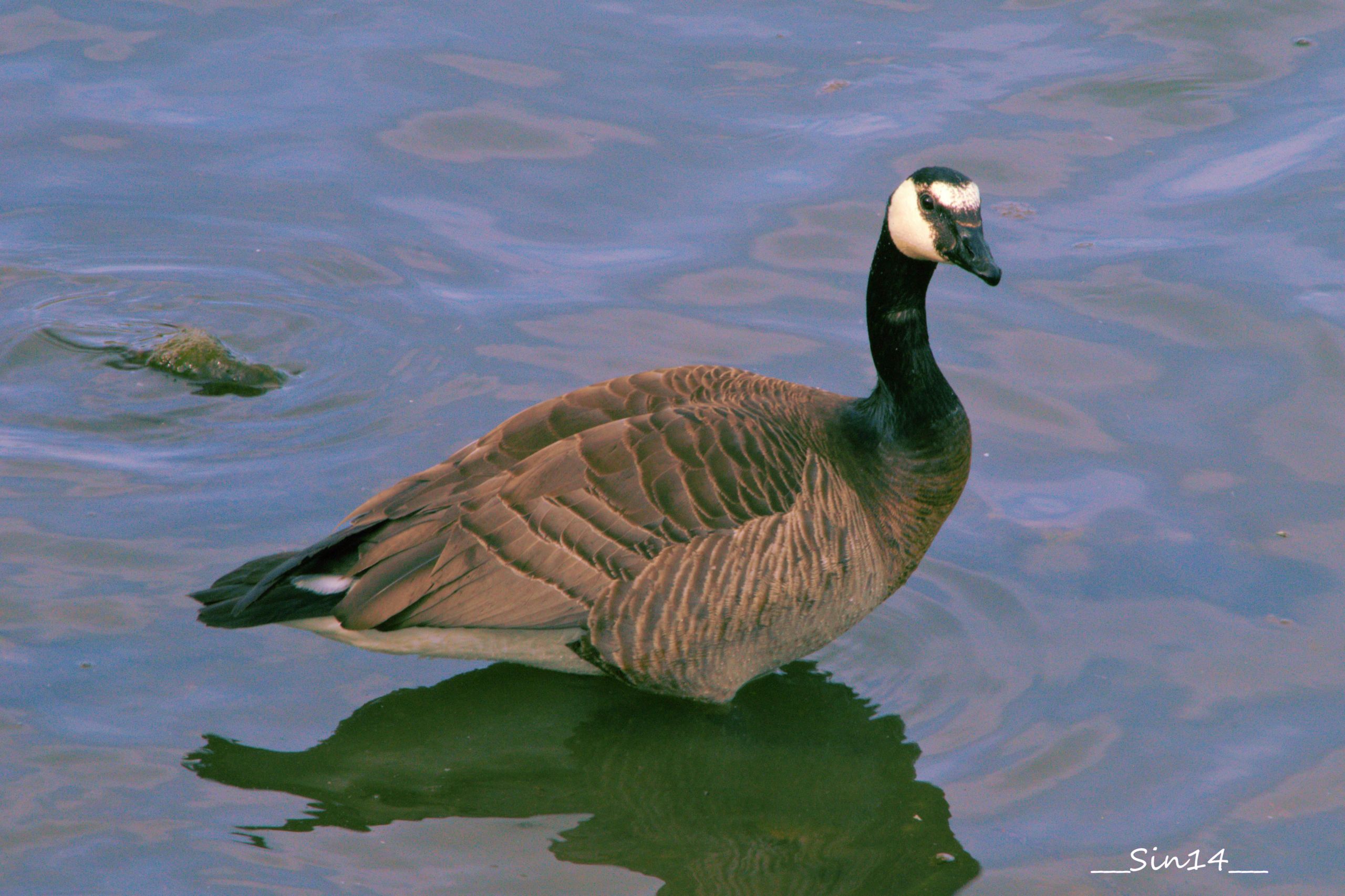 Wallpapers Animals Birds - Geese bernaches