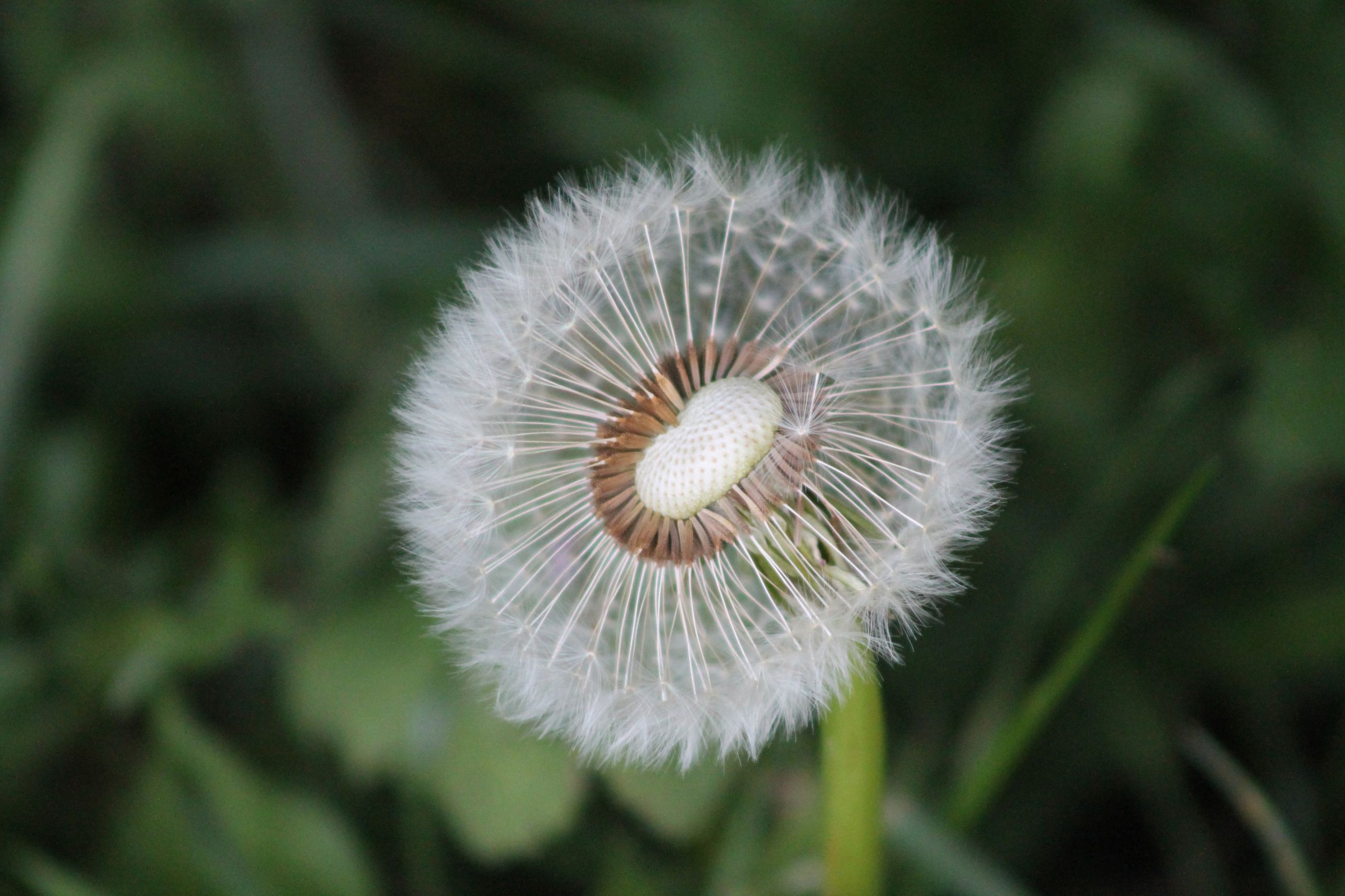 Wallpapers Nature Flowers 