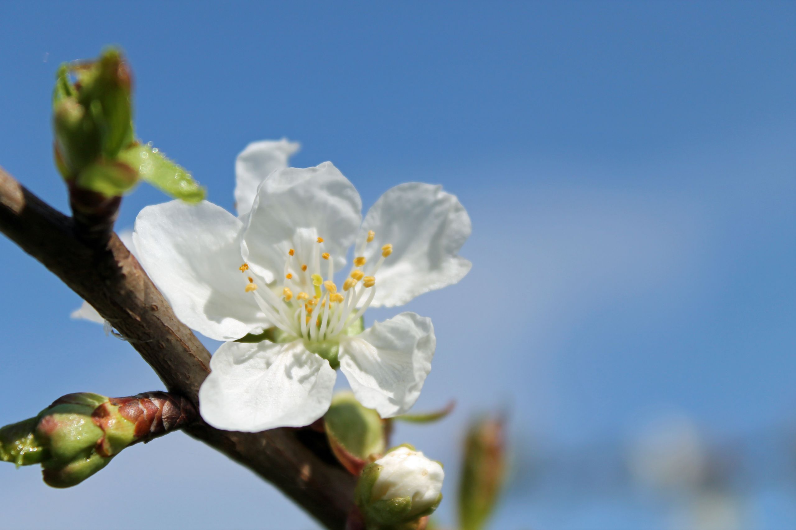 Wallpapers Nature Flowers 