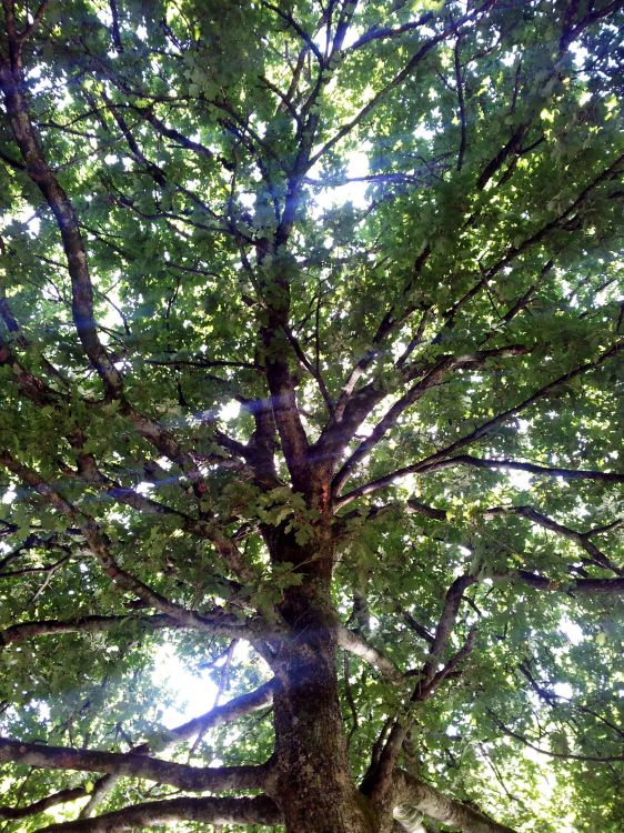 Fonds d'cran Nature Arbres - Forts Arbre et soleil.