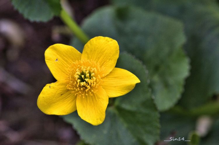 Fonds d'cran Nature Fleurs fleurs