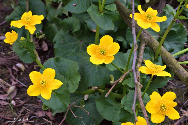 Fonds d'cran Nature Fleurs fleurs