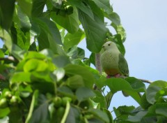  Animals Ua-Pou et ses splendeurs.