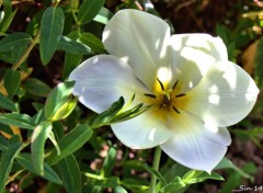  Nature fleurs