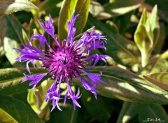  Nature fleurs