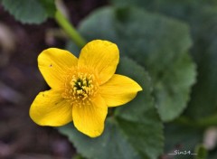  Nature fleurs