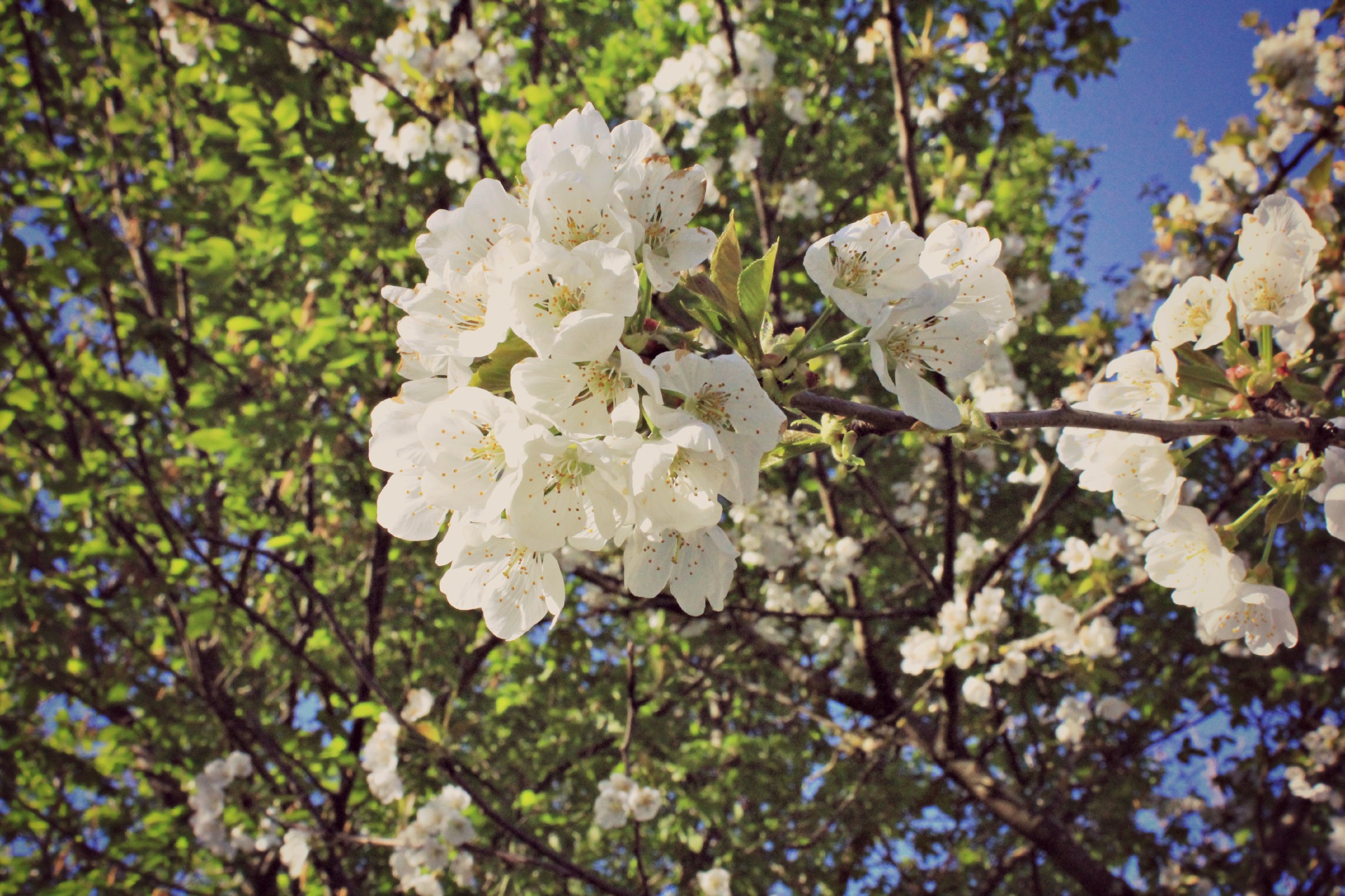 Fonds d'cran Nature Fleurs bourgeons cerisier