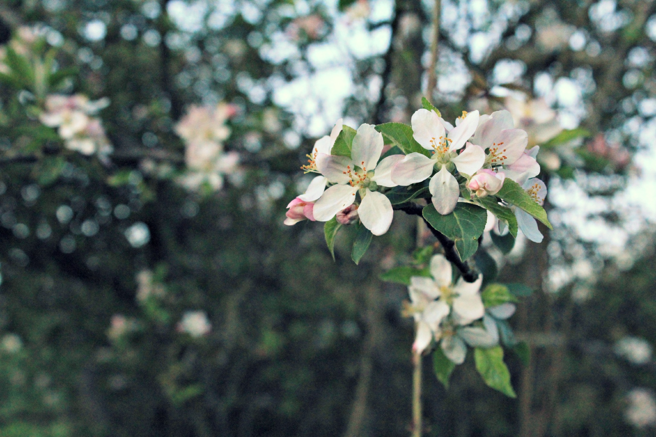 Fonds d'cran Nature Fleurs Fleur