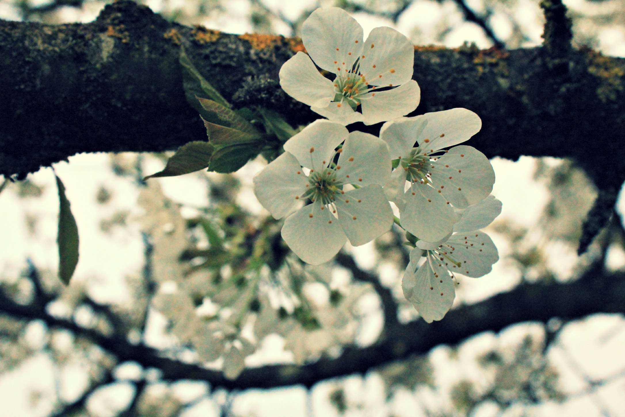 Wallpapers Nature Flowers bourgeons