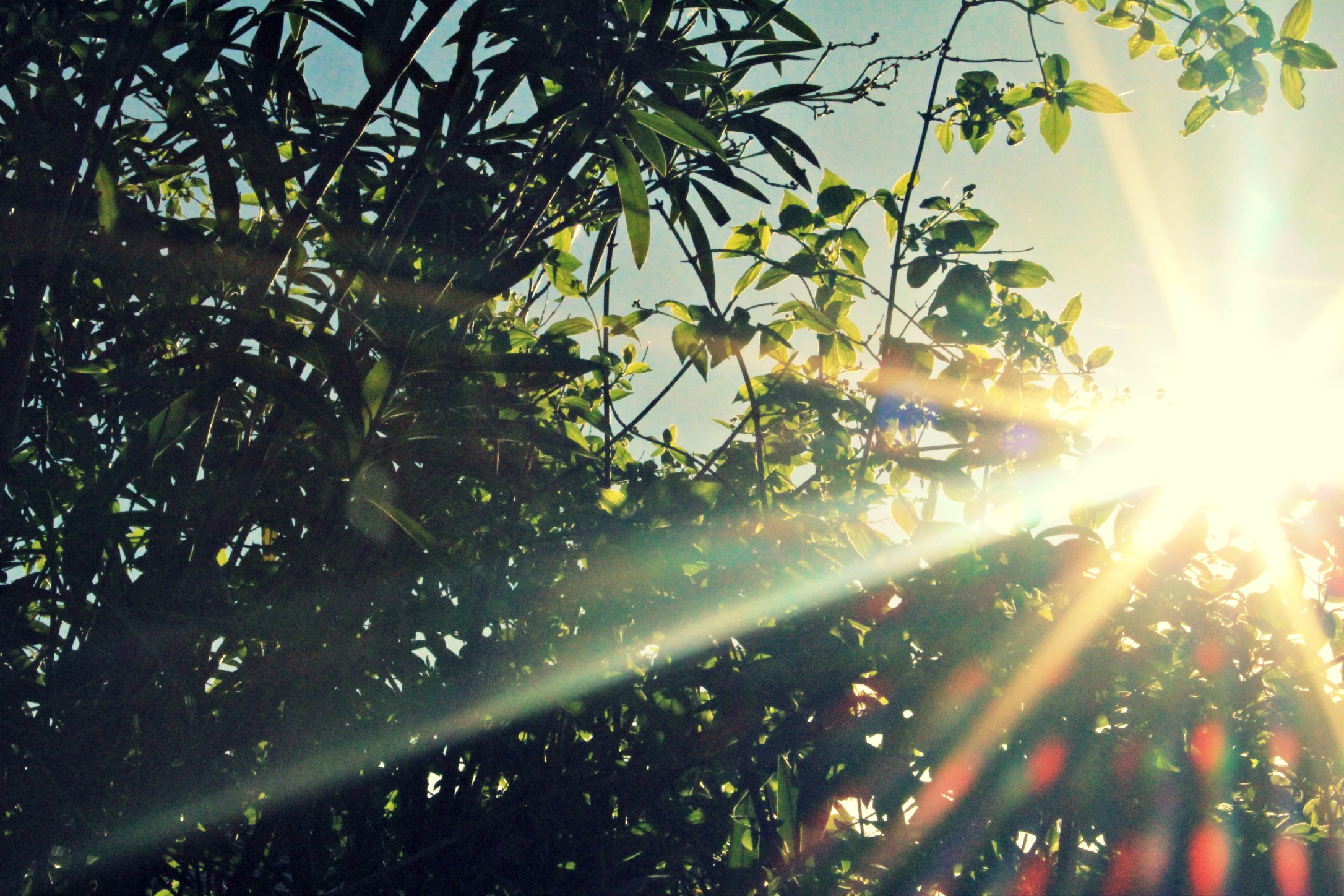 Fonds d'cran Nature Feuilles - Feuillages Soleil dans les branchage