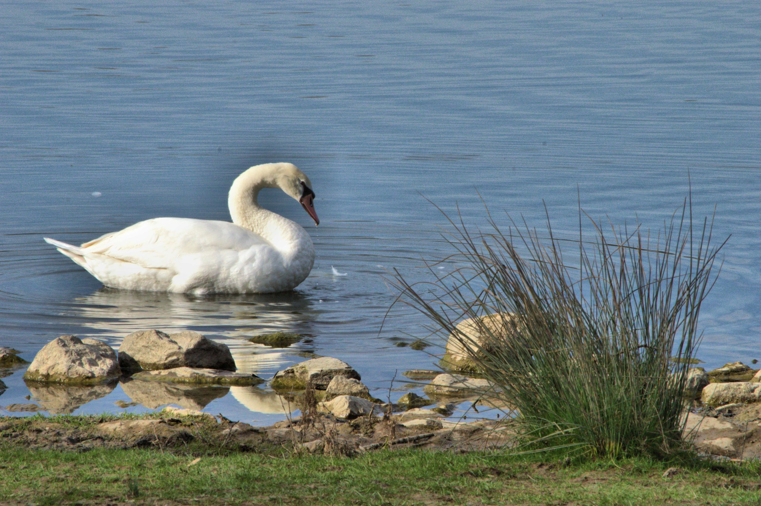 Wallpapers Animals Birds - Swans Cygnes