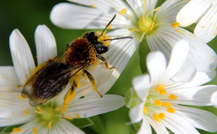 Fonds d'cran Animaux Insectes - Abeilles Gupes ... Du pollen partout !