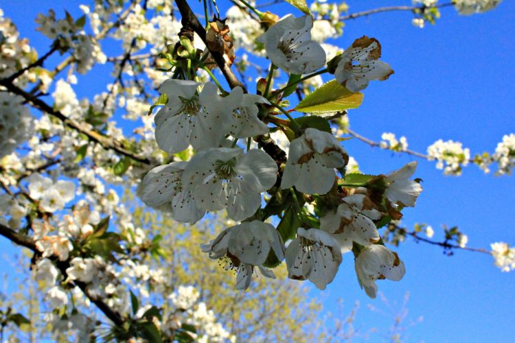 Fonds d'cran Nature Bourgeons bourgeons cerisier